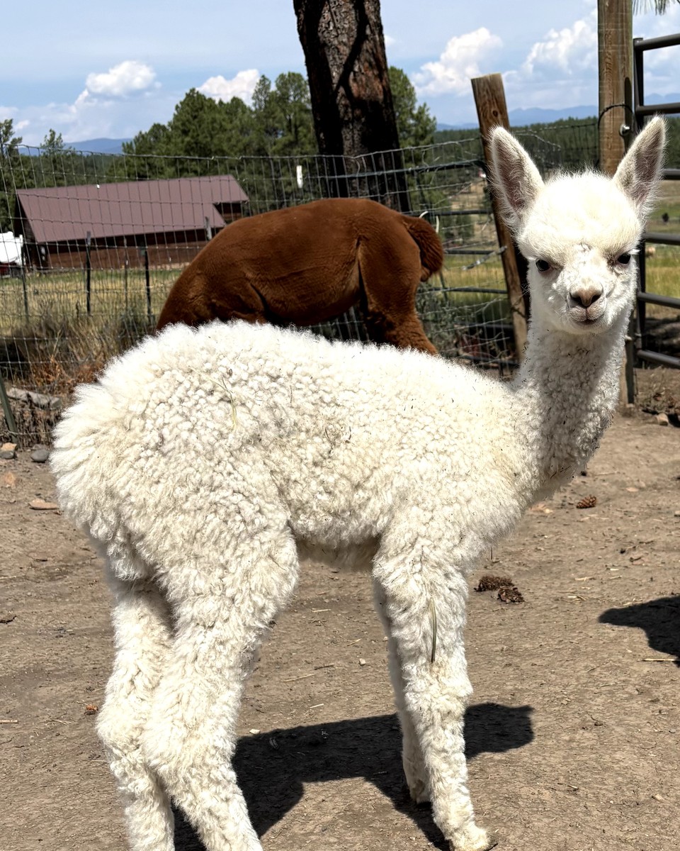Huacaya cria at Alpacalypse Ranch