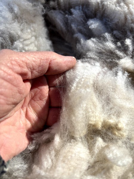 Huacaya alpaca fiber from Alpacalypse Ranch