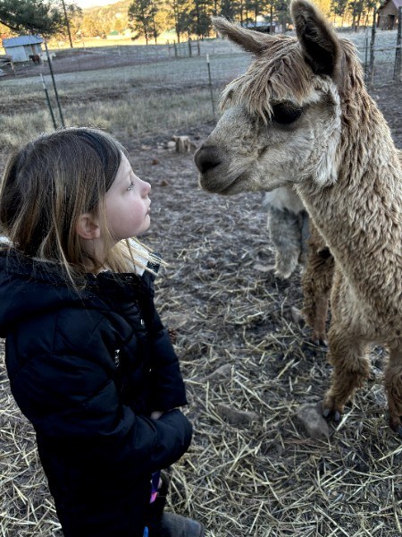 Young visitor meeting an alpaca at Alpacalypse Ranch