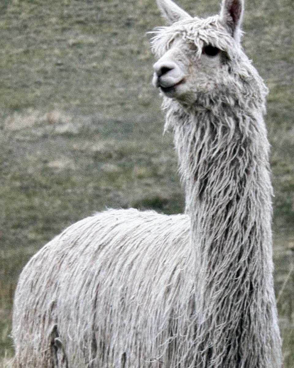 Male Suri alpaca at Alpacalypse Ranch