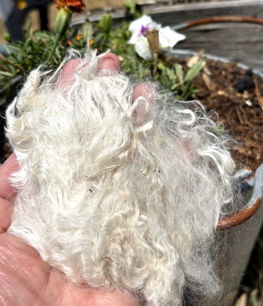Suri alpaca fiber from Alpacalypse Ranch